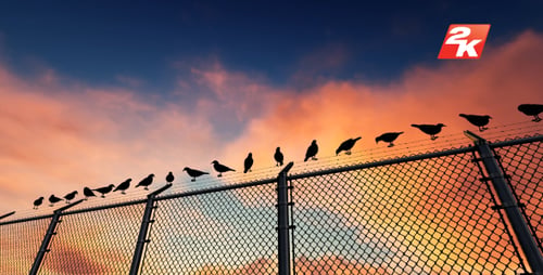 Barbelés et oiseaux