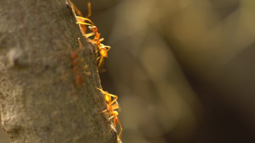 Red Ants Climbing Up a Tree Trunk