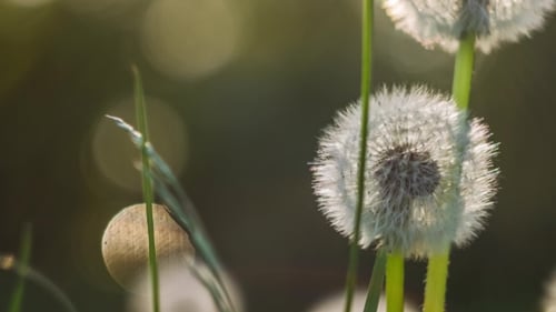 Samenkopf des Löwenzahns in der Natur leicht vom Wind bewegt, Sonnenlicht flackert ein