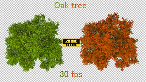 Animated Top-Down Tree Changing Seasons