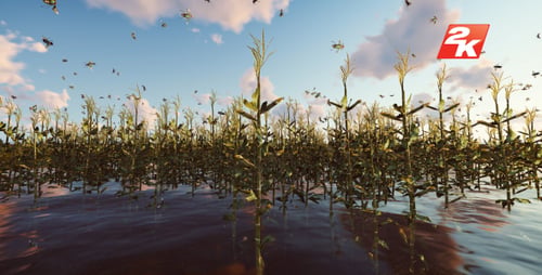 Swamp