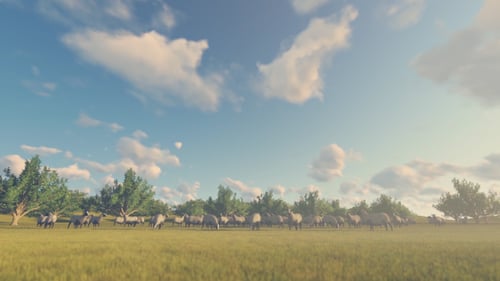 Flock of Sheep Grazing on a Grassy Hillside with Moving Clouds