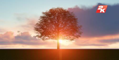 Tree Silhouette at Golden Sunset or Sunrise