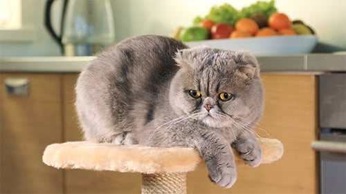Gray Cat Resting Comfortably on Plush Cat Perch