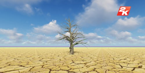 Dry Tree in Arid Desert Landscape with Moving Clouds