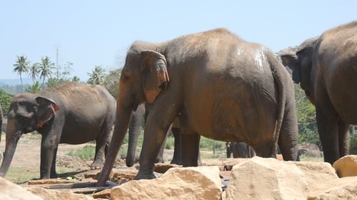African Elephants Graze in Vicinity of Reserve.