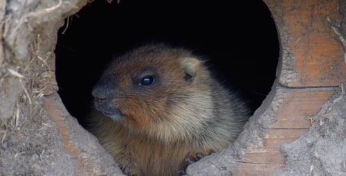 Groundhog Close Up in Wooden Burrow Looking Around