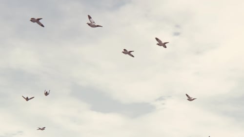 Fliegende Tauben