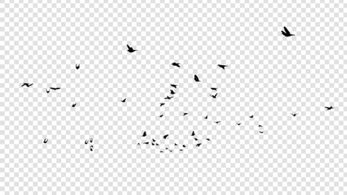 Silhouettes de pigeon