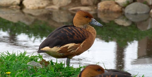 Canard