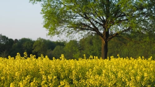 Ein blühendes frisches gelbes Rapsfeld mit einer großen Eiche im Hintergrund