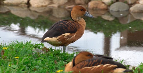 Brown Ducks Resting Near Tranquil Pond