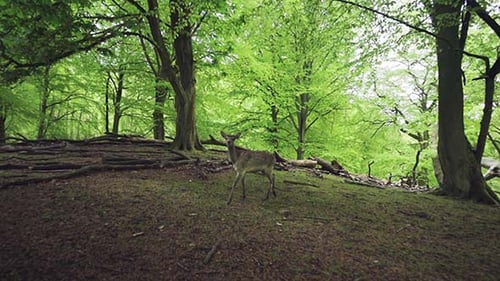 Deer In The Wild In The Forest