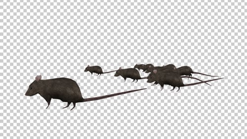 Realistic Rat Group Scurrying Across Alpha Channel Animation