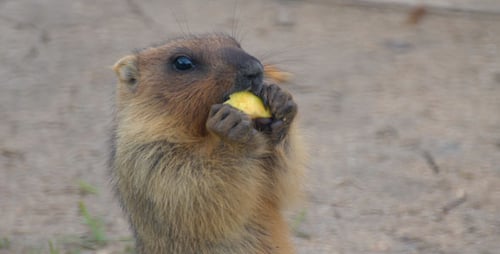 Murmeltier