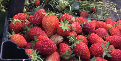 Strawberry Harvest in a Rural Setting