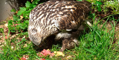 Frühstück Falcon