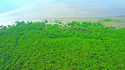 Aerial view Top view of Mangroves forest. mangroves along the coastline