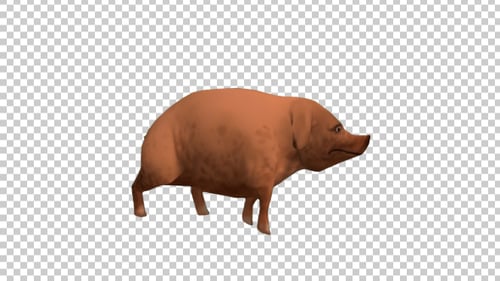 Animated 3D Pig Walking Loop