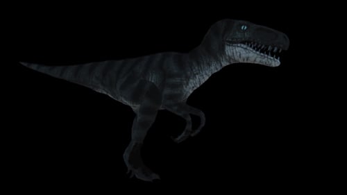 3D Animated Walking Raptor Dinosaur on Black