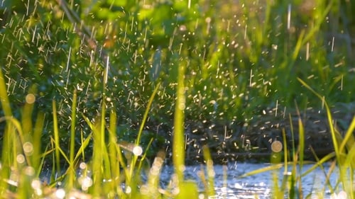 Beautiful Background: Water Drops Falling on Fresh Green Grass