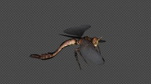 Realistic 3D Dragonfly Flying Animation