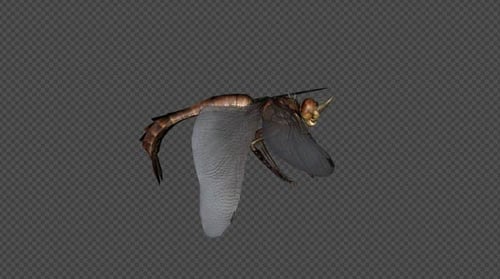 Realistic 3D Dragonfly Animation with Alpha Channel for Visual Effects