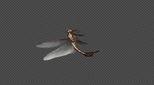 Realistic 3D Dragonfly Flying Animation with Alpha Channel