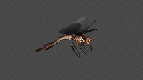 DragonFly Idle Pack 01 4 In 1