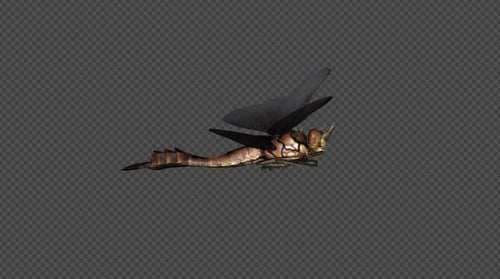 Detailed 3D Dragonfly Flying Animation with Alpha Channel