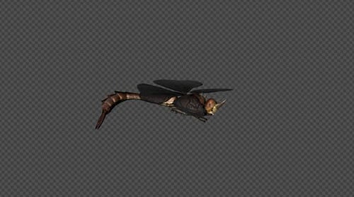 Realistic 3D Dragonfly Flying Animation with Alpha Channel