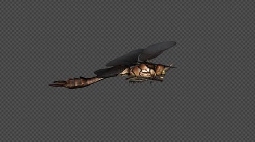DragonFly Fly Walk Pack 4 IN 1
