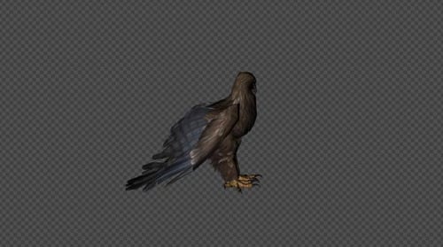 Eagle Fly Idle Pack 4 in 1