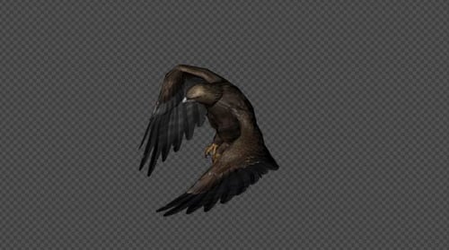 Realistic 3D Eagle Flying Animation with Alpha Channel
