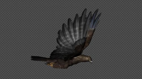 Eagle Fly Run Pack 4 In 1