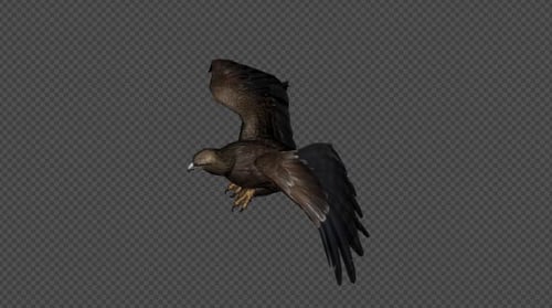 Eagle Fly Walk Pack 4 in 1