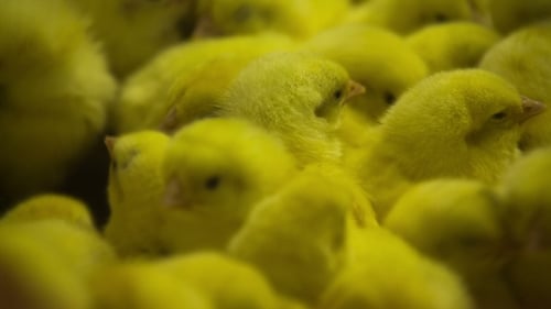 Pollito amarillo recién nacido