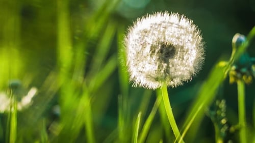 Tête de graine de pissenlit, éruptions solaires provenant du site gauche,