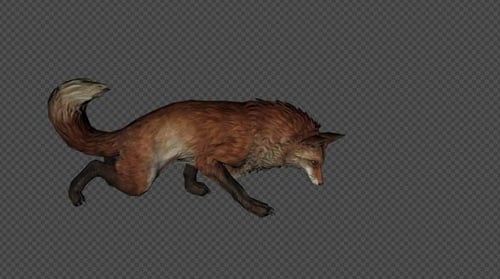 Stylized Animated Fox with Multiple Movements and Alpha Channel