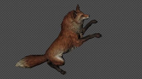 Animated Fox Movement Cycles with Alpha Channel