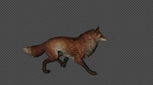 Fox Walk Pack 4 In 1