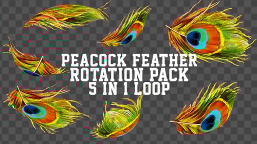 Animated Colorful Peacock Feather Rotation Loop Pack