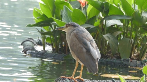Beautiful Bird Sits on the Lake Shore