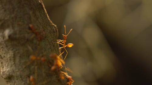 Ants Gather on a Tree