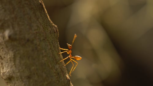 Ant Moving