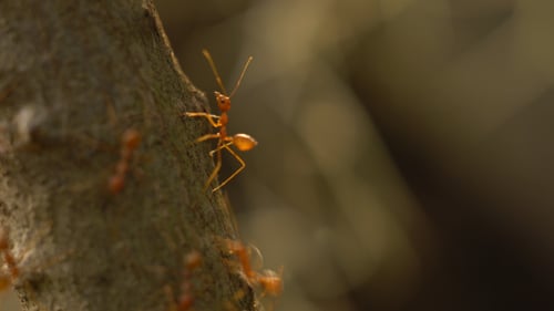 Ants
