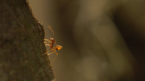Red Ants
