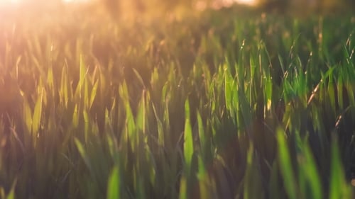 Jung Wheat Stems Moving By the Wind in Warm Spring Evening Sunset Light Flares. Shallow Depth of