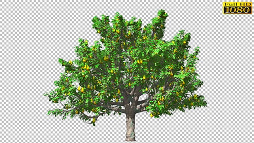 Green Pear Tree with Ripe Fruits Swaying in Wind