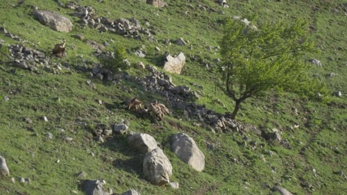 Griffon Vultures Feeding on Grassy Hillside